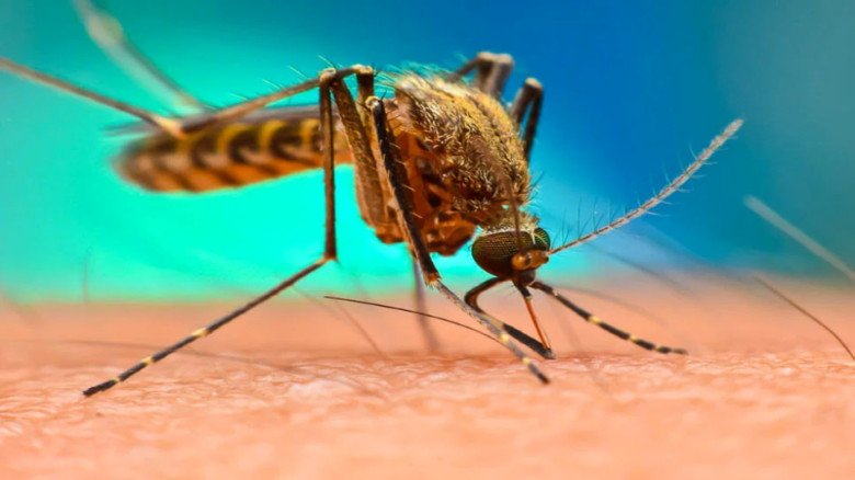 ডেঙ্গু-চিকুনগুনিয়া কি একসঙ্গে হতে পারে